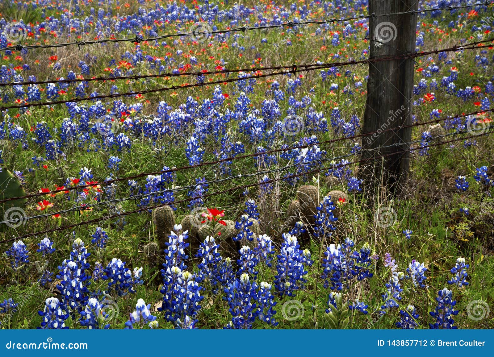 Spring Wildflowers in Texas Hill Country Stock Photo Image of bloom