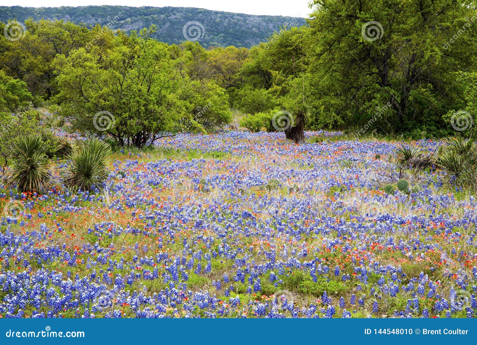 Spring Wildflowers in Texas Hill Country Stock Photo Image of