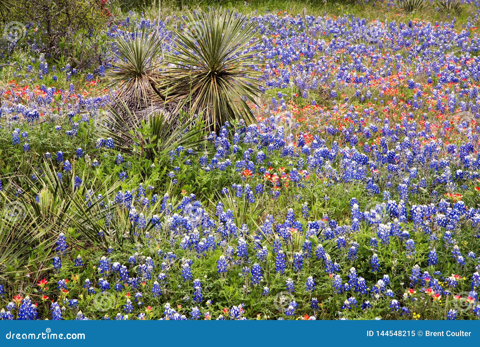 Spring Wildflowers in Texas Hill Country Stock Image Image of pink
