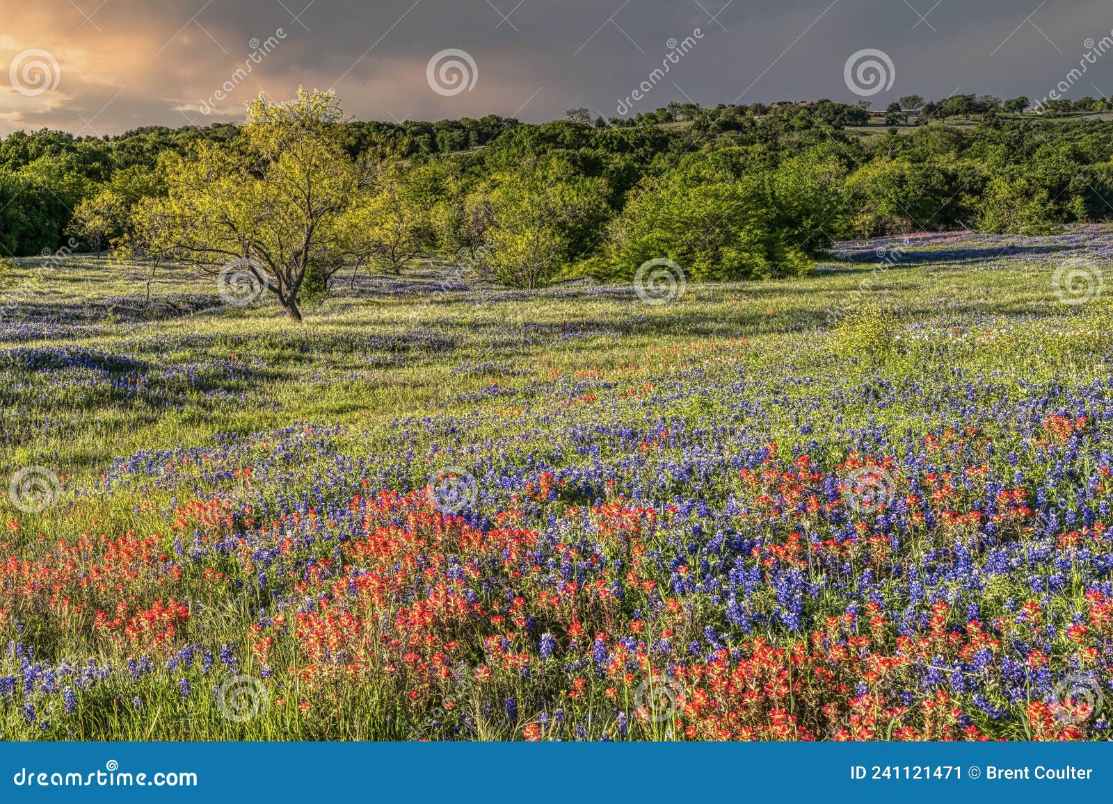 Spring Wildflowers in Texas Hill Country Stock Image Image of botany, colorful 241121471