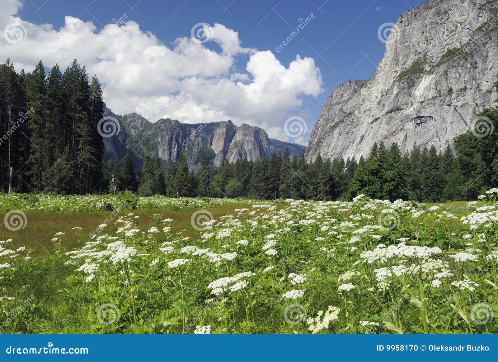 Spring Wildflowers In Yosemite Valley Stock Photo Image 9958170