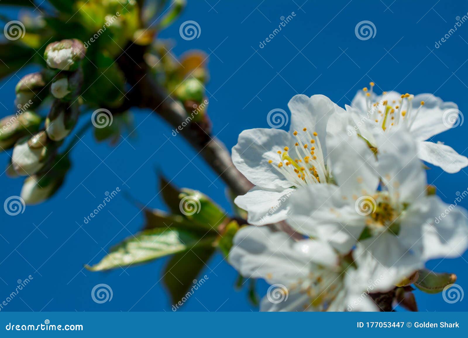 spring withe flowers on branch. plum tree