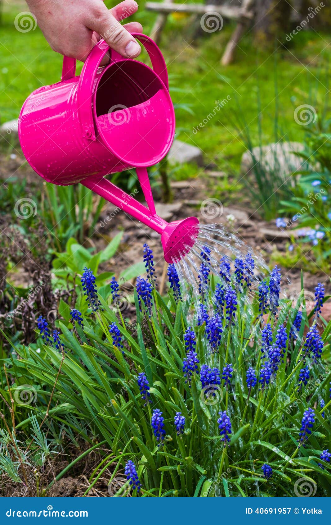 Spring Works Garden Watering Plants Watering Can Stock Image Image of