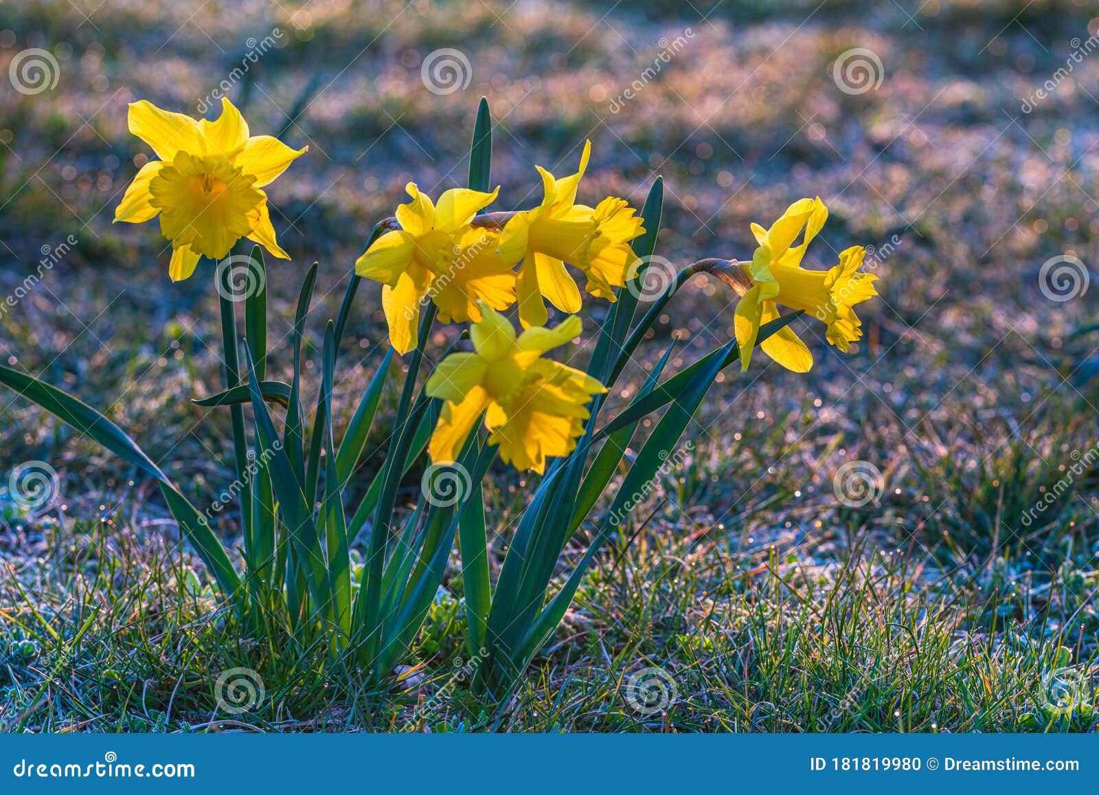 Spring Yellow Daffodils, Daffodils in the Light of the Morning Sun Stock Photo Image of groups