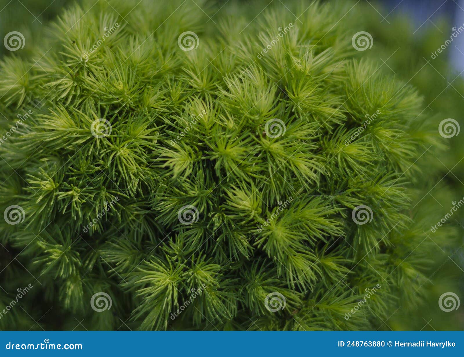 Spring Young Evergreen Juniper Needles Stock Photo Image of beautiful, pattern 248763880