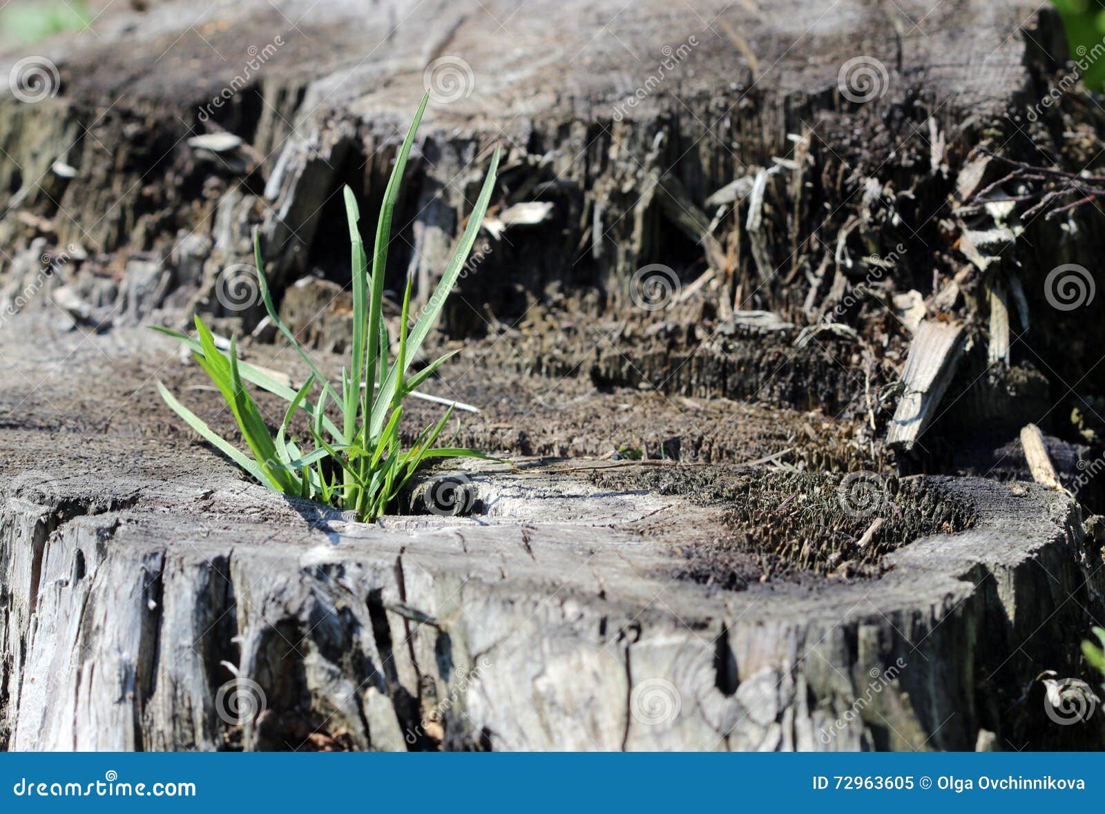 Spring Young Grass are Growing from the Stump Stock Image Image of