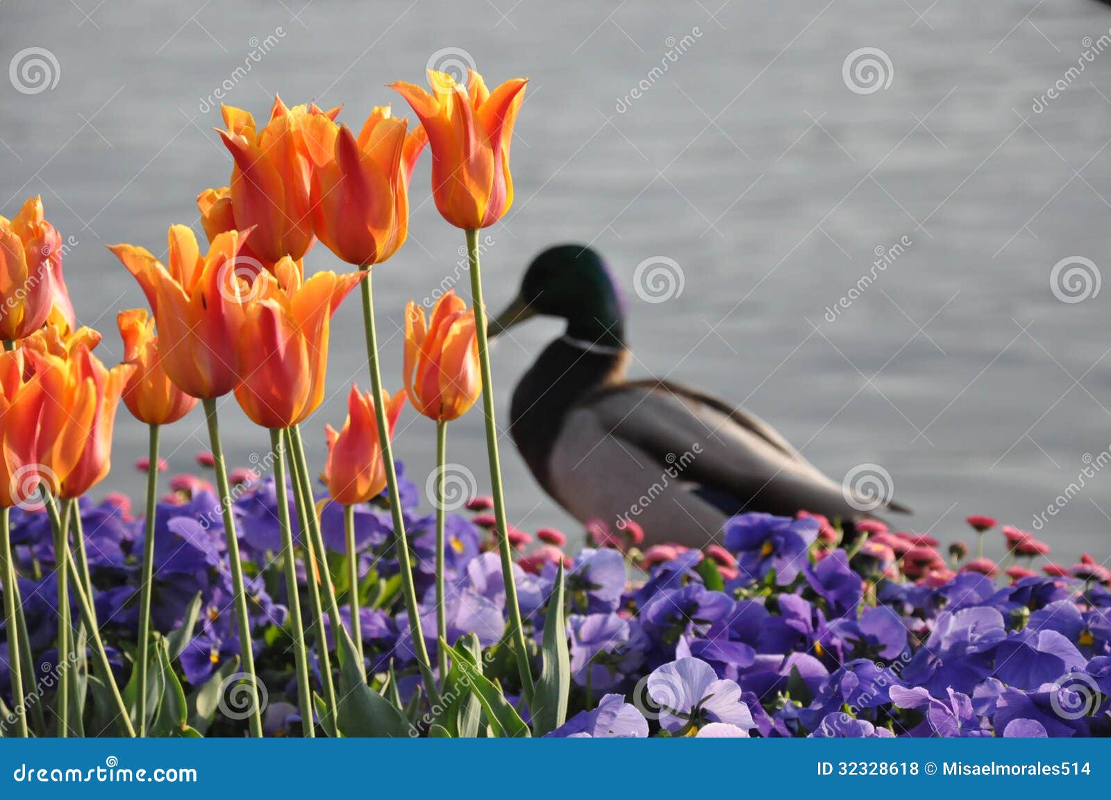 Spring In Zurich Royalty Free Stock Photos Image 32328618