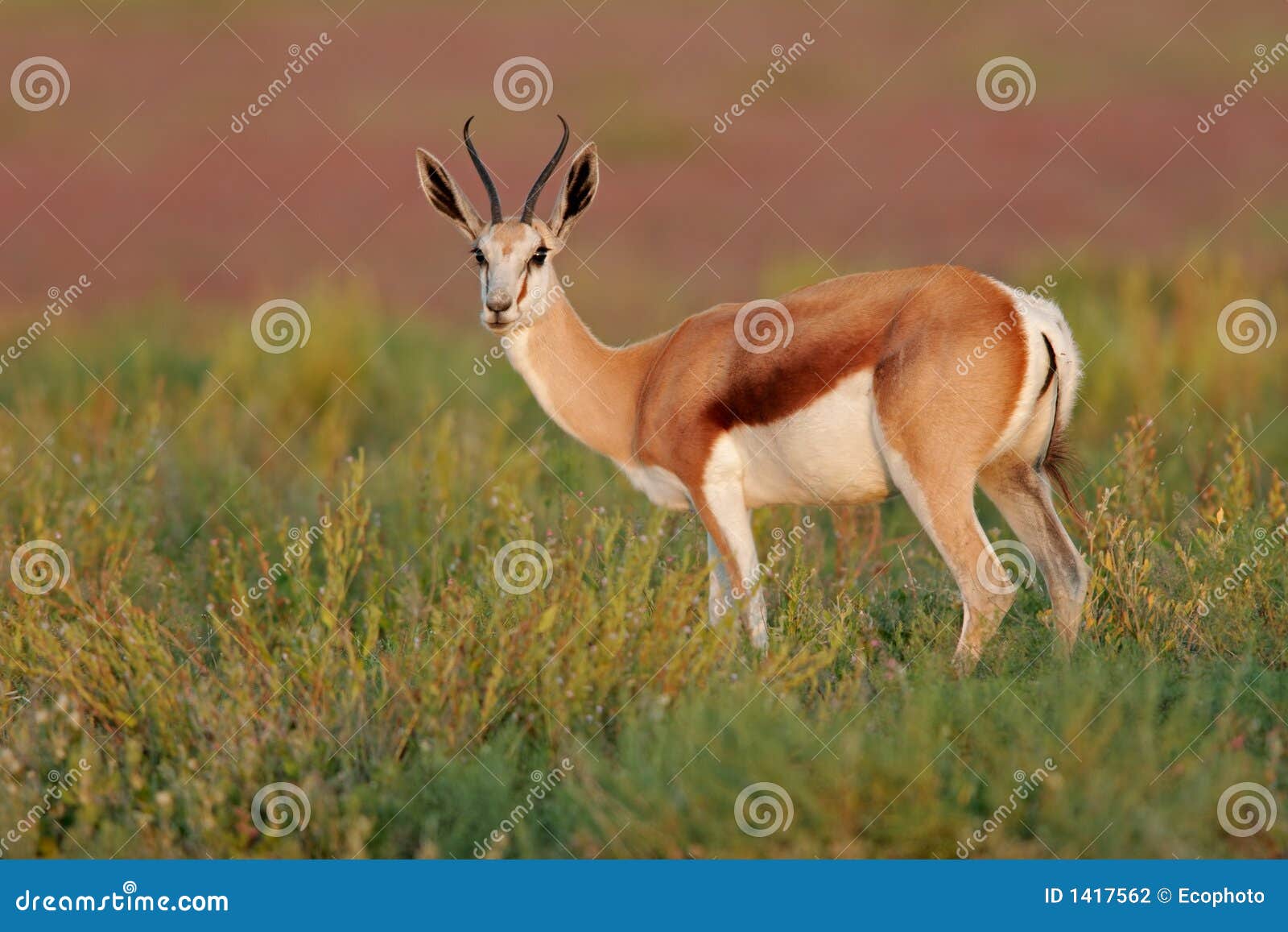 springbok antelope