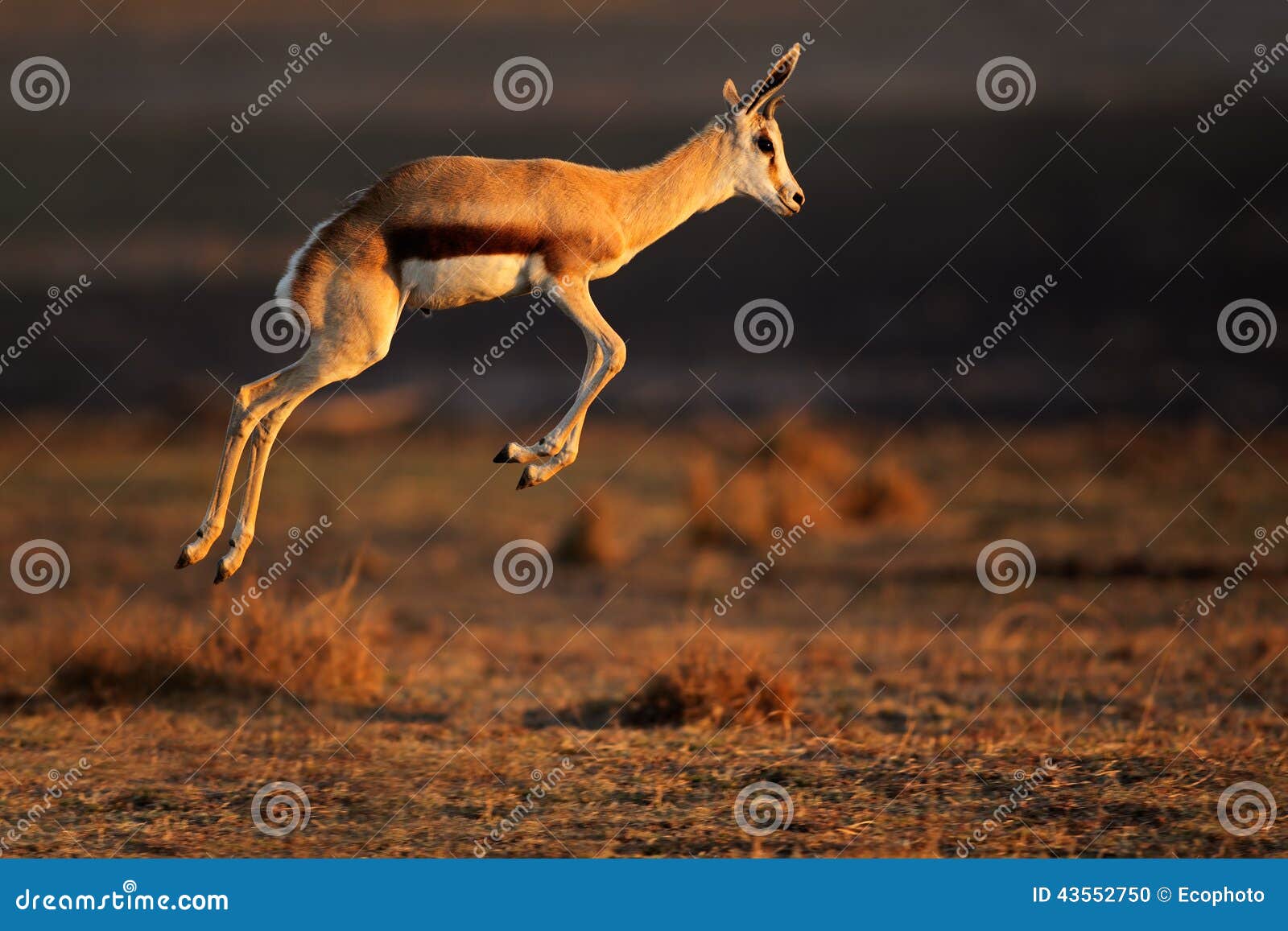 springbok antelope jumping