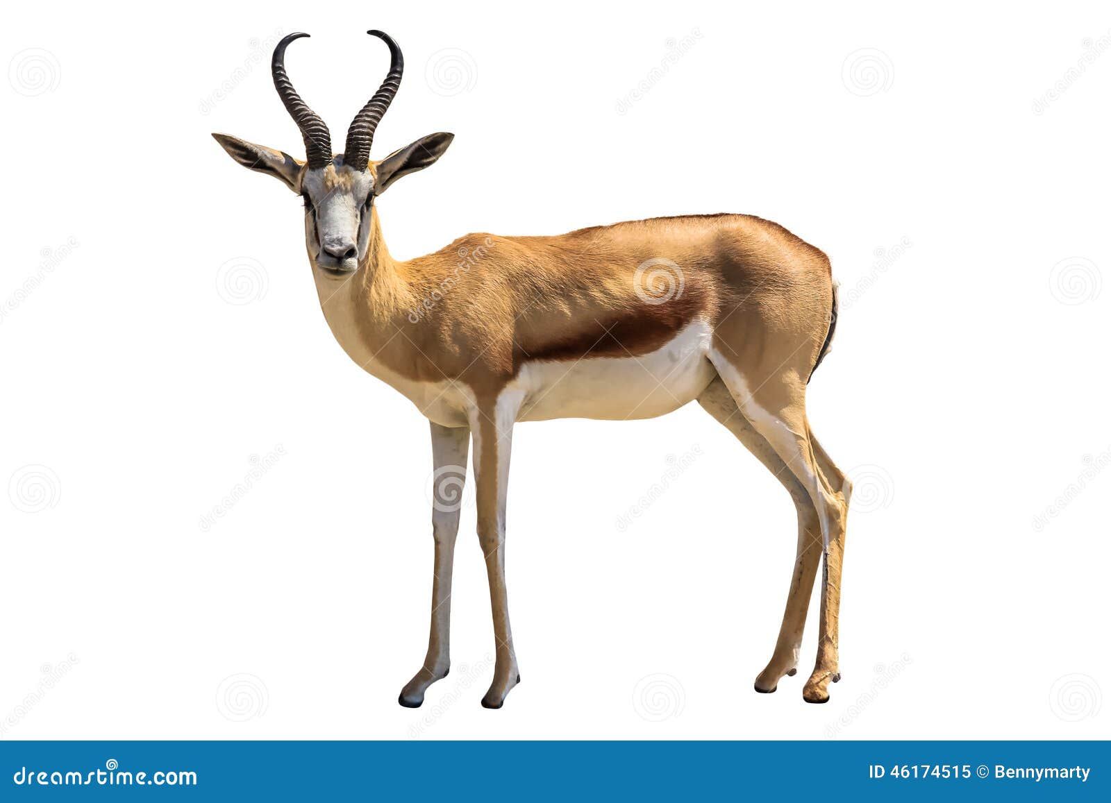 springbok