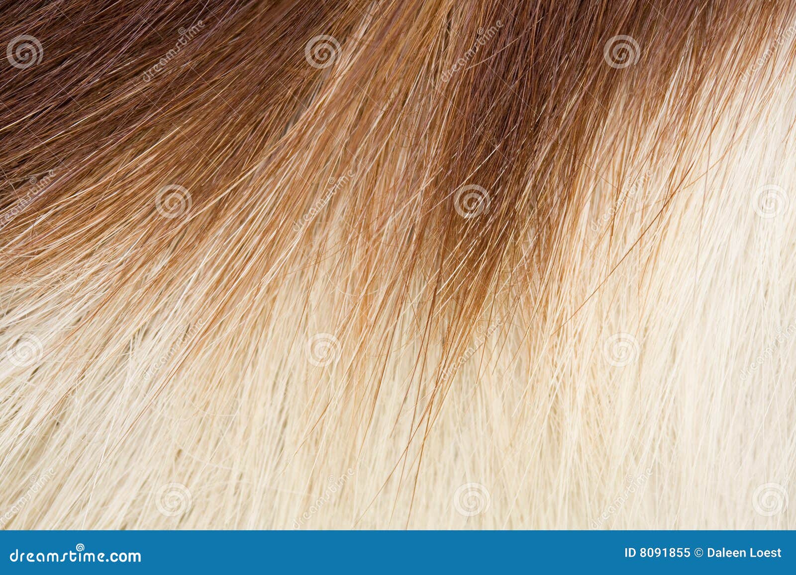 springbok hair