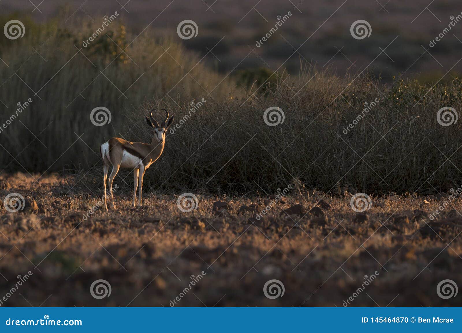 springbok in nice light. palmwag, kaokoland, kunene region. namibia. harsh landscape. horizontal image.