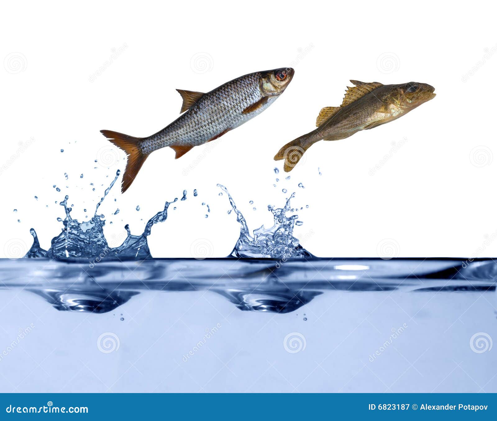 Springen Mit Zwei Kleines Fischen Stockbild Bild von tropfen, tiere