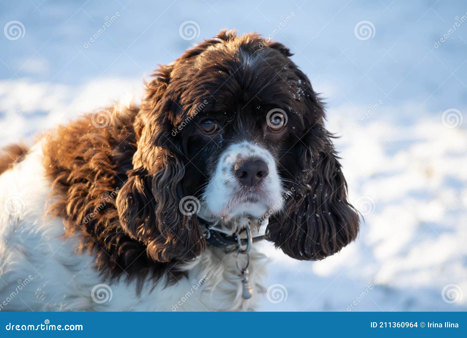 Springer and Cocker Spaniel Dog Muzzle Close-up Portrait. Long Ears in a  Hunting Dog Stock Photo - Image of adorable, face: 211360964