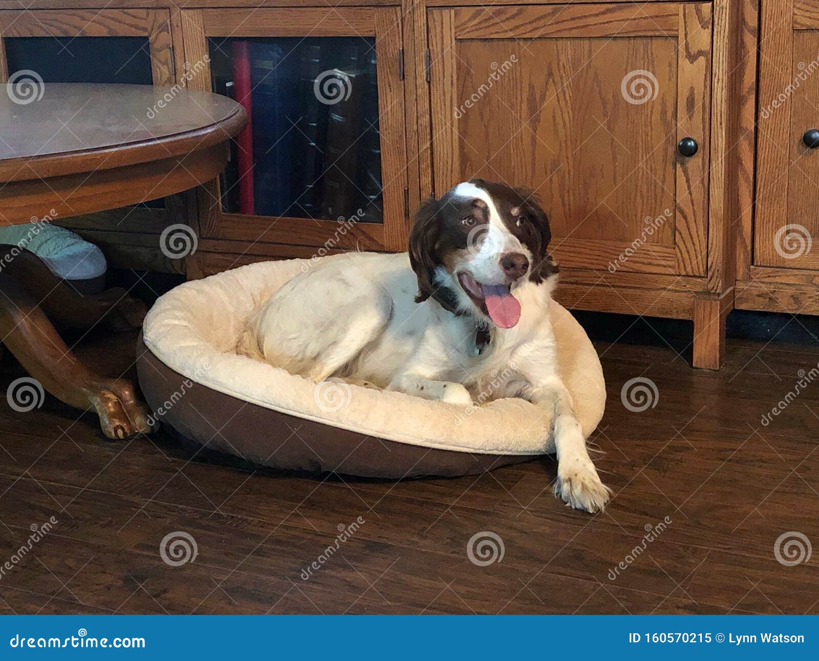 dog bed for springer spaniel