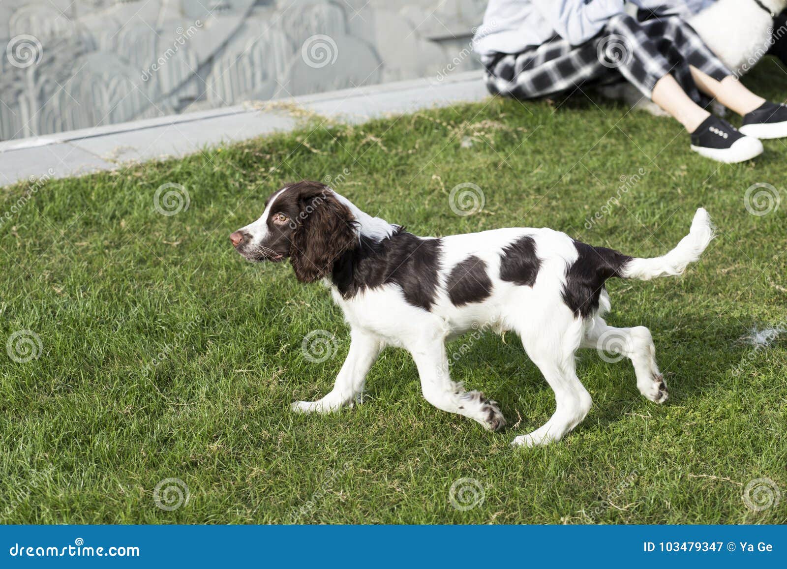 english springer spaniel with tail