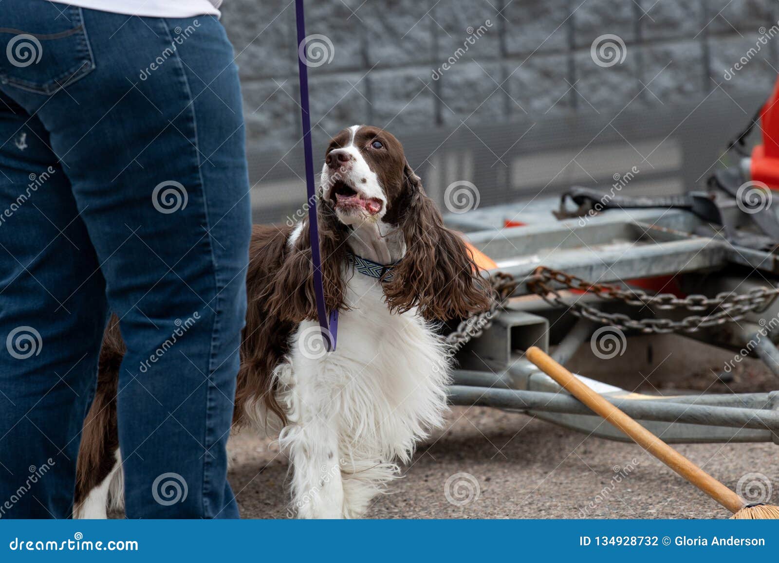 springer spaniel looking at it`s handler to indicate a find