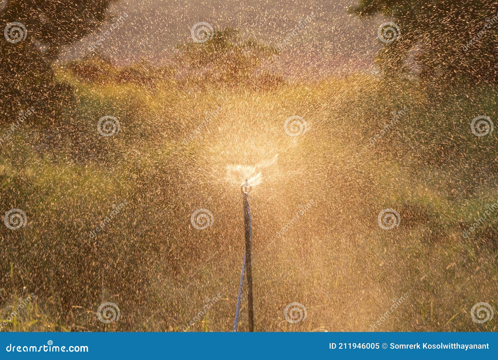 springkler head on watering