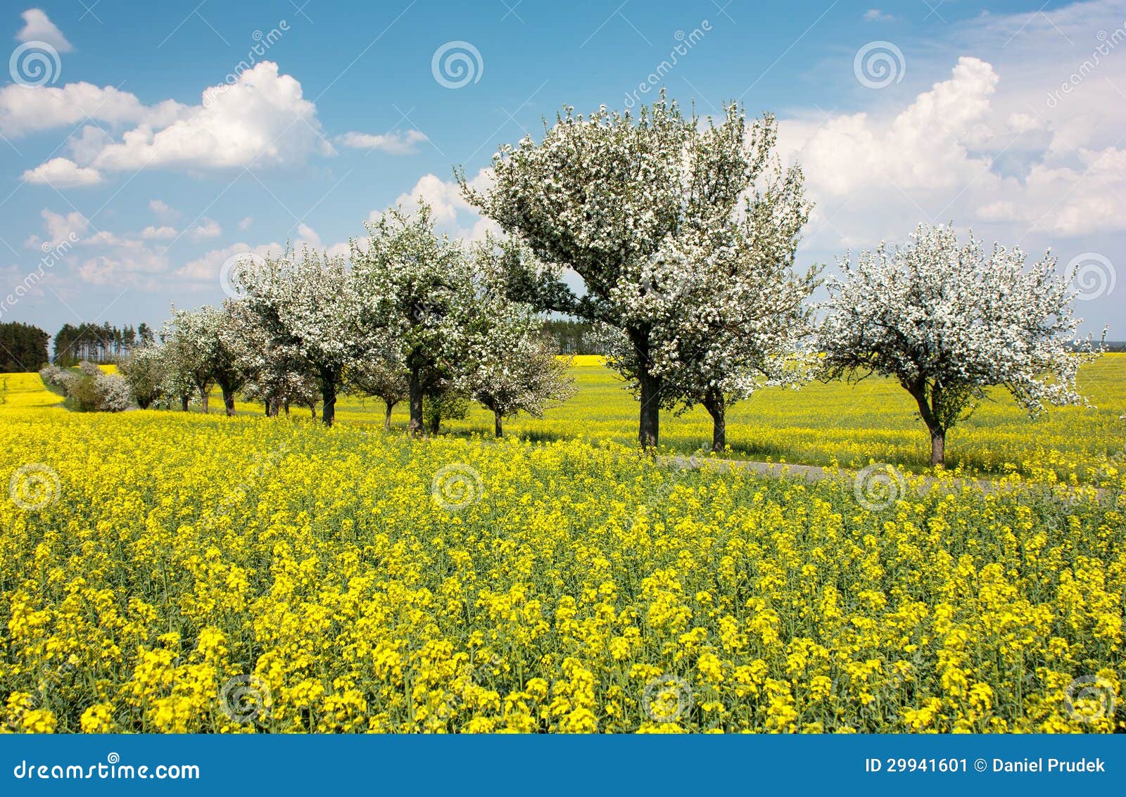 springtime beautiful view of rapeseed field, alley of apple tree