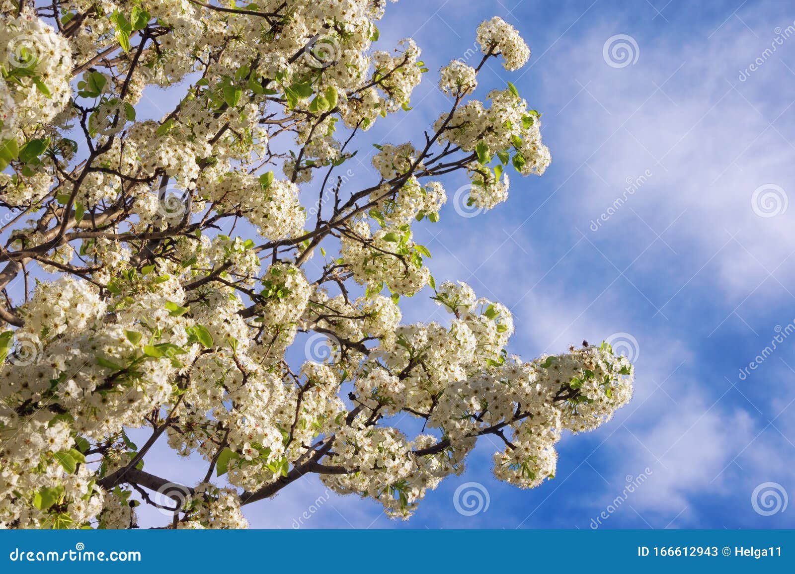 Springtime. Branches of Flowering Tree Against Blue Sky with White