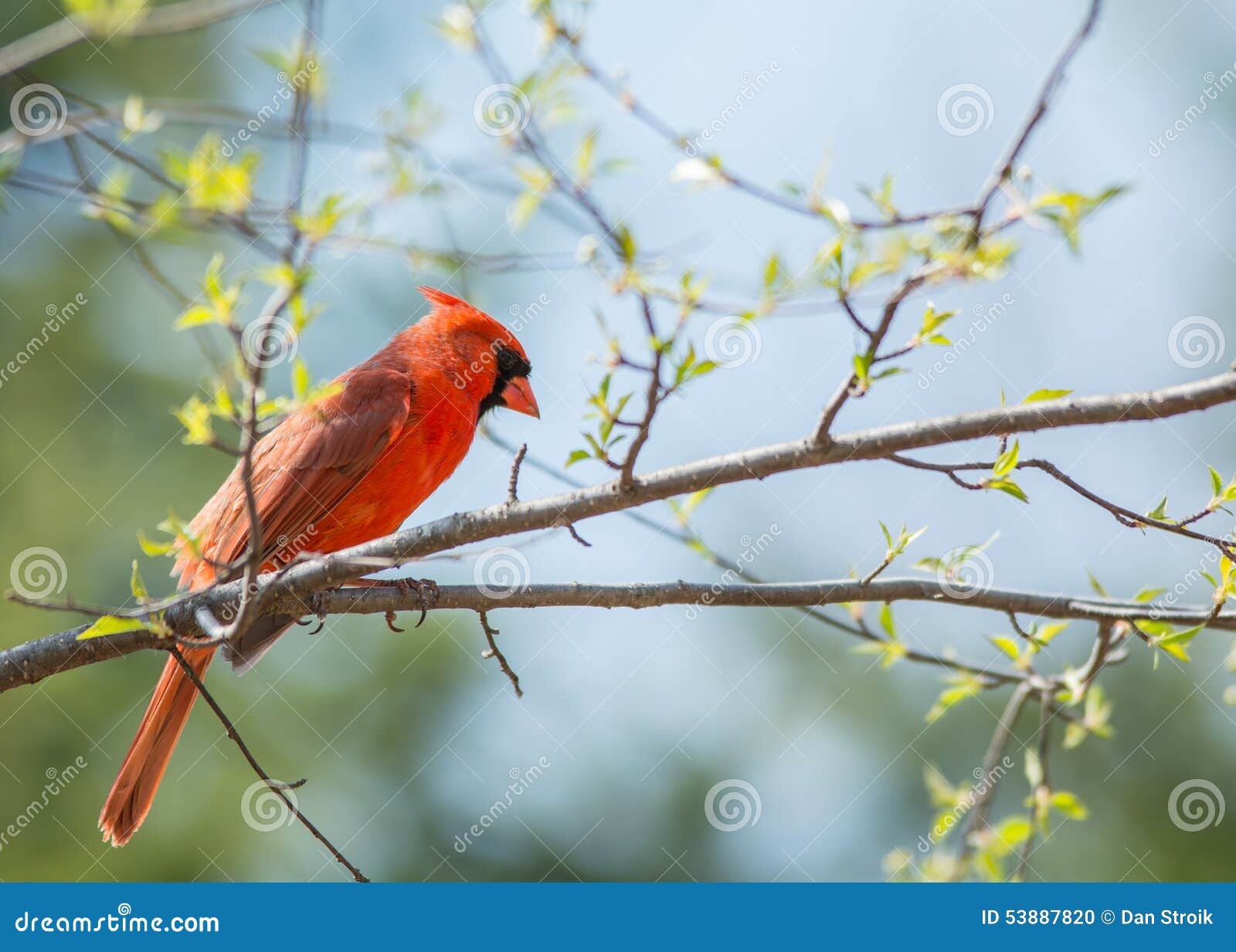 springtime cardinal