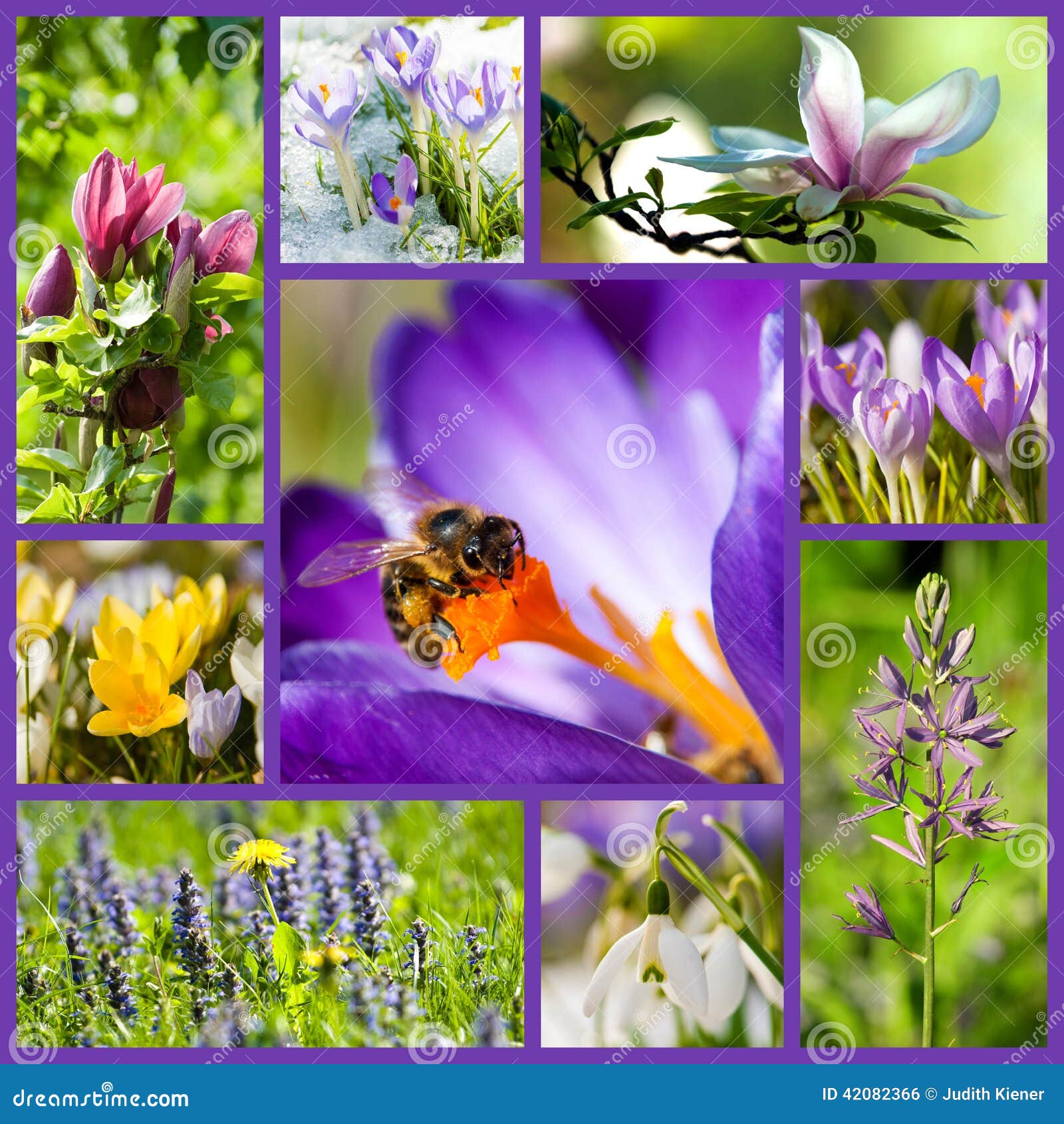 Springtime collage stock photo. Image of tulips, green 42082366