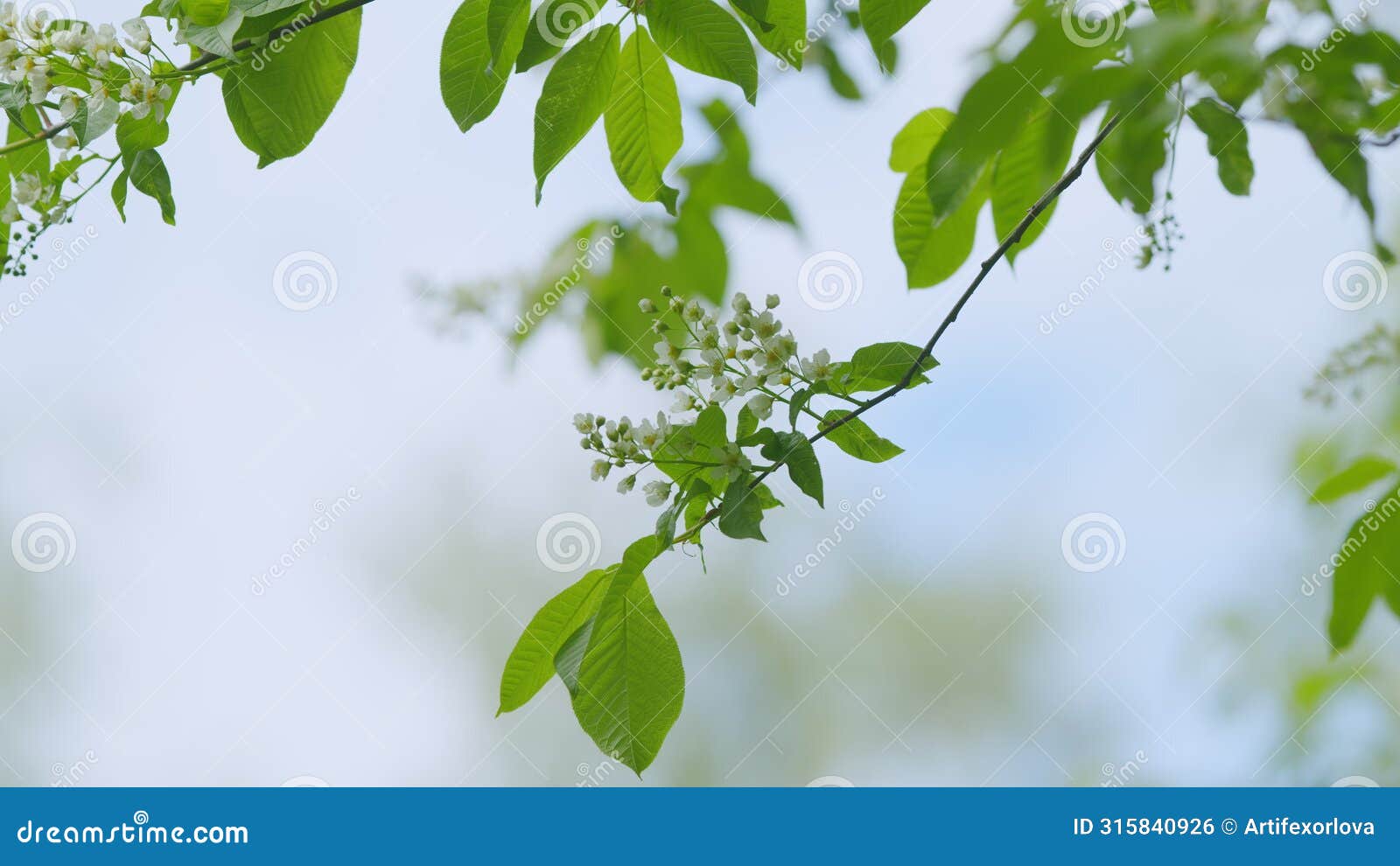 springtime concept. blossoming bird cherry branch. flowering plant in the rose family rosaceae. slow motion.