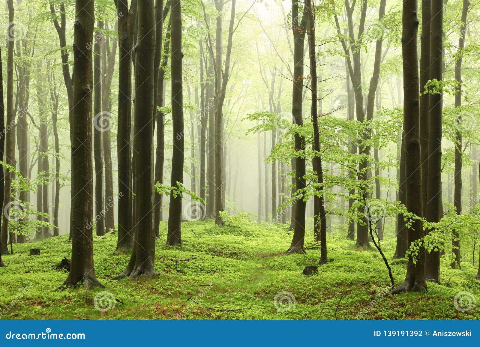 springtime deciduous forest with beech trees covered with fresh leaves on branches in foggy weather may poland misty spring