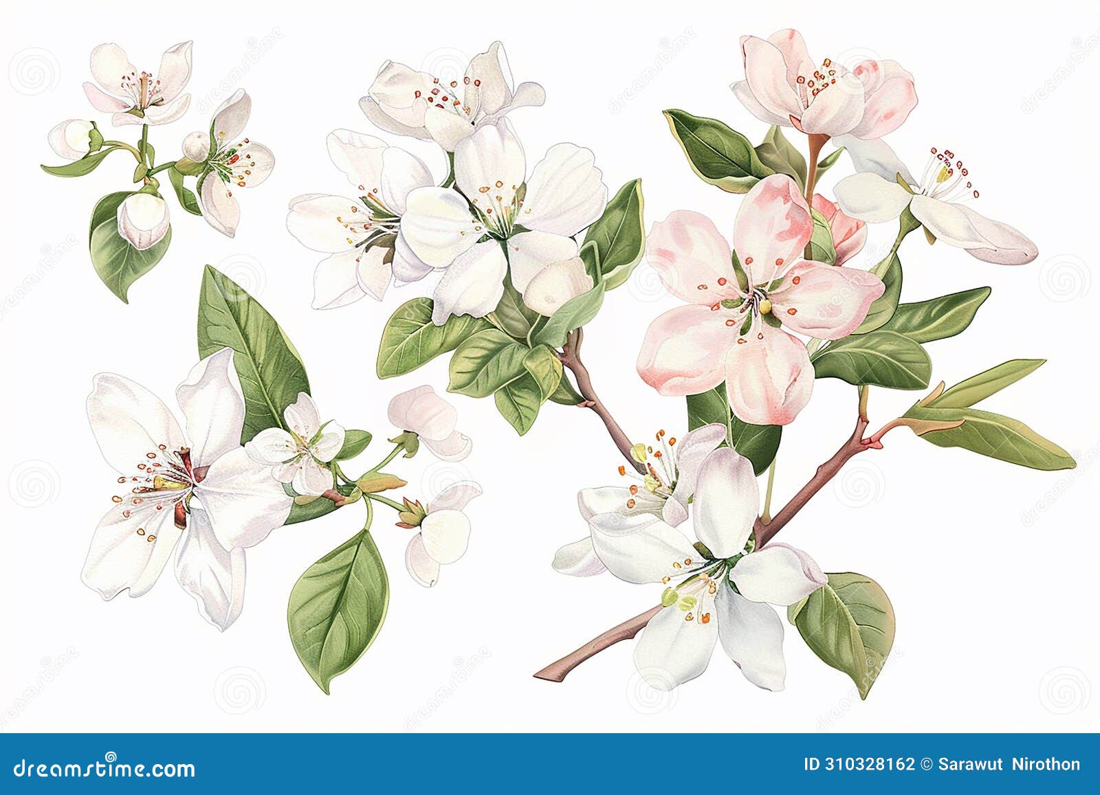 springtime florals: delicate floral clip art depicting blooming flowers, budding branches, easter season