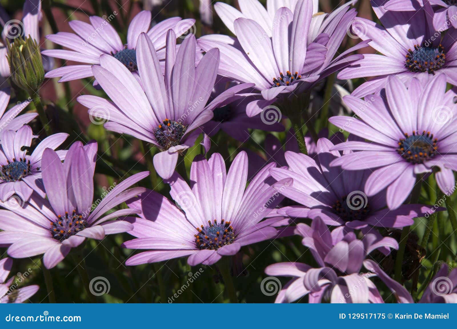 Mauve African Daisy Flowers Stock Image Image Of Botany Colorful 129517175
