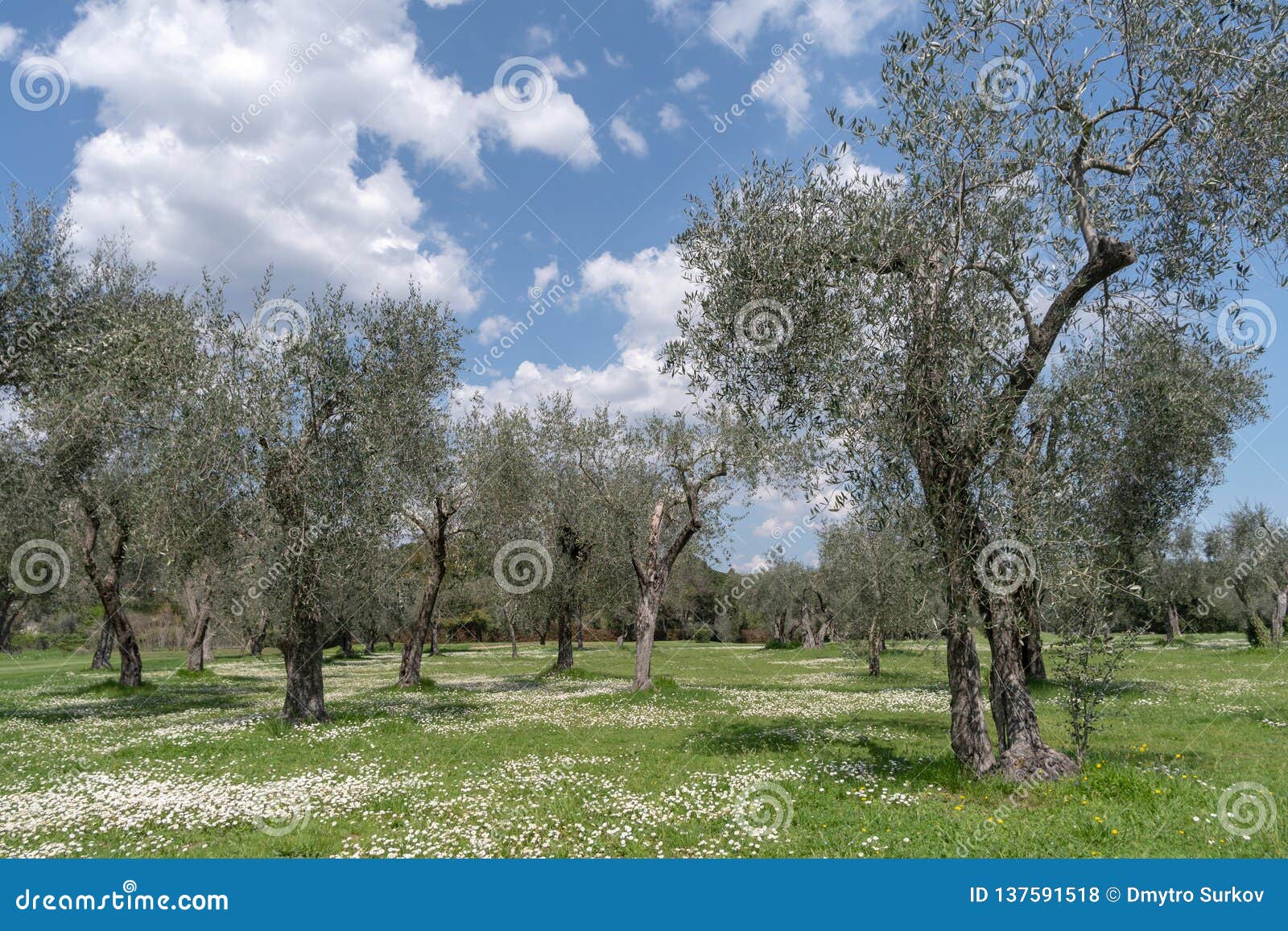 Springtime in olive garden stock photo. Image of panoramic 137591518