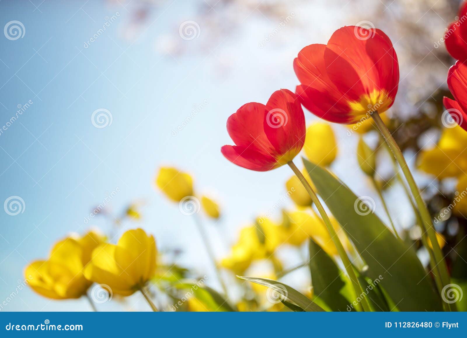 springtime tulip flowers against a blue sky in the sunshine