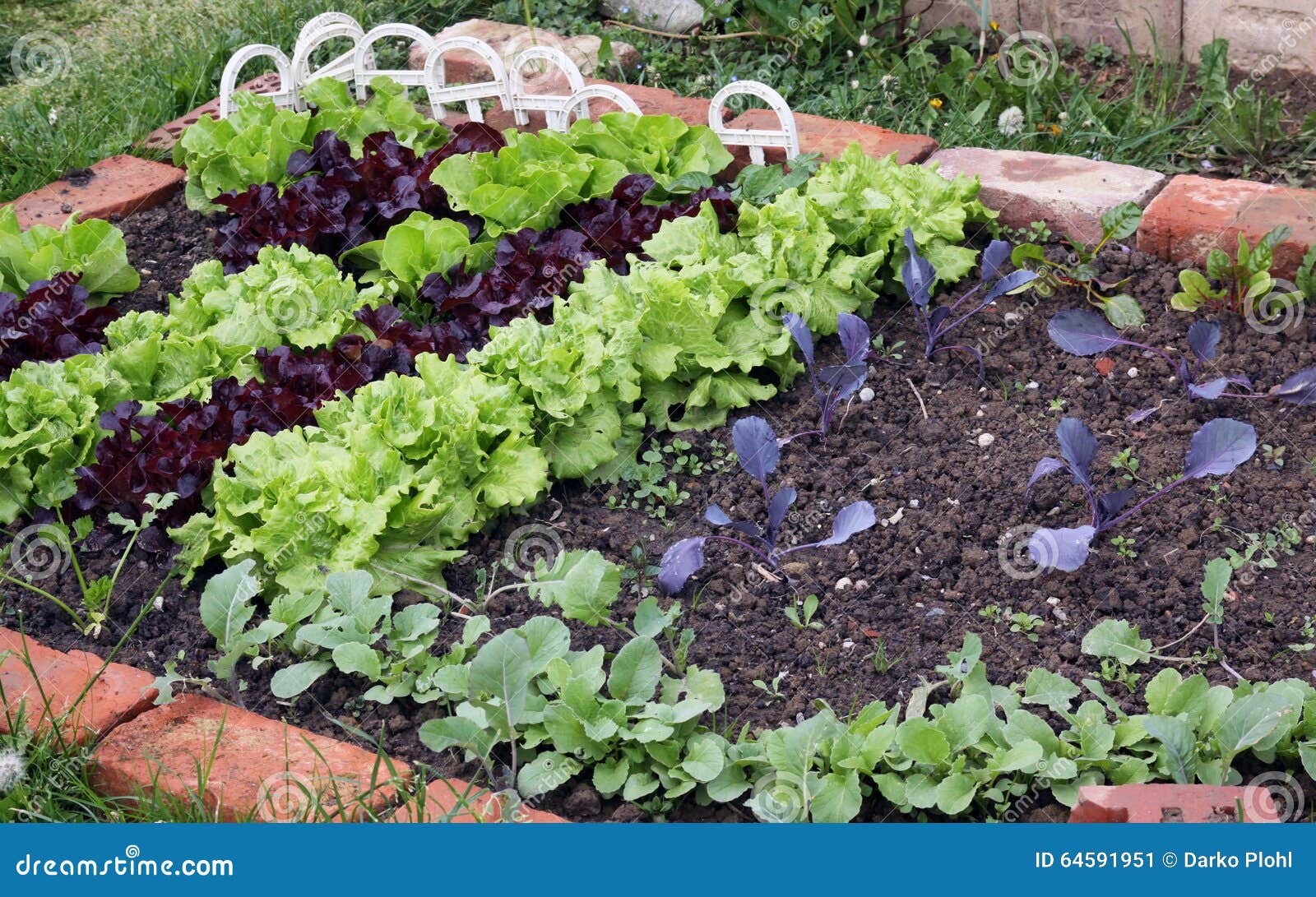 Springtime Vegetable Patches Stock Image Image of young, gardening