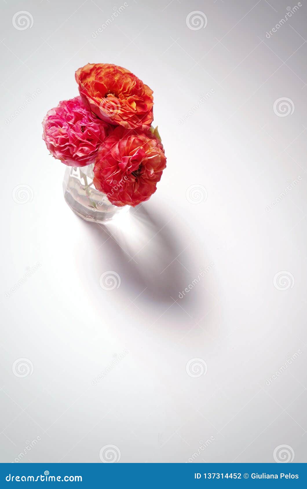 dressed in satin - small roses on white background