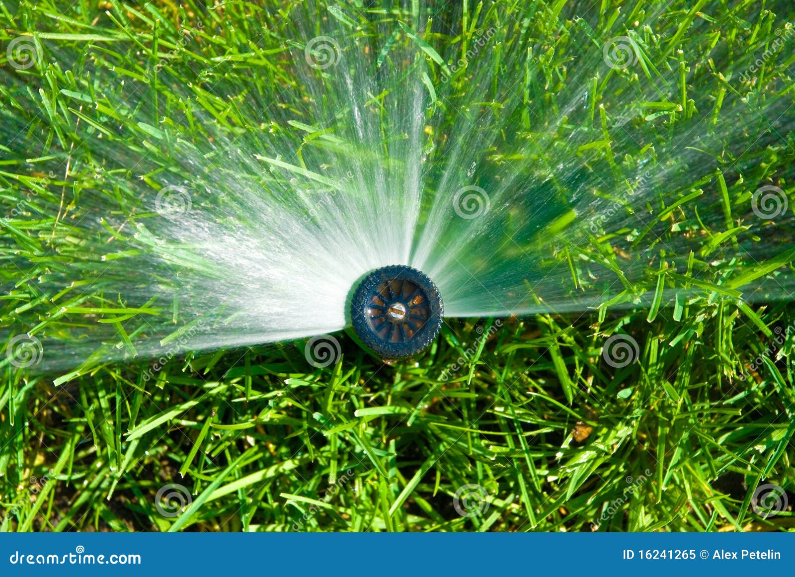 Sprinkler of Automatic Watering Stock Image Image of growing, garden