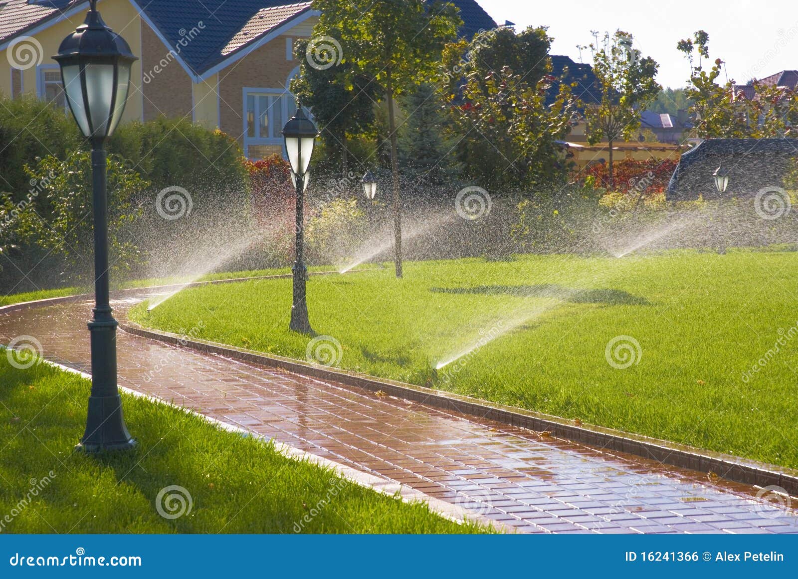 Sprinkler of Automatic Watering Stock Photo Image of lawn, cultivated