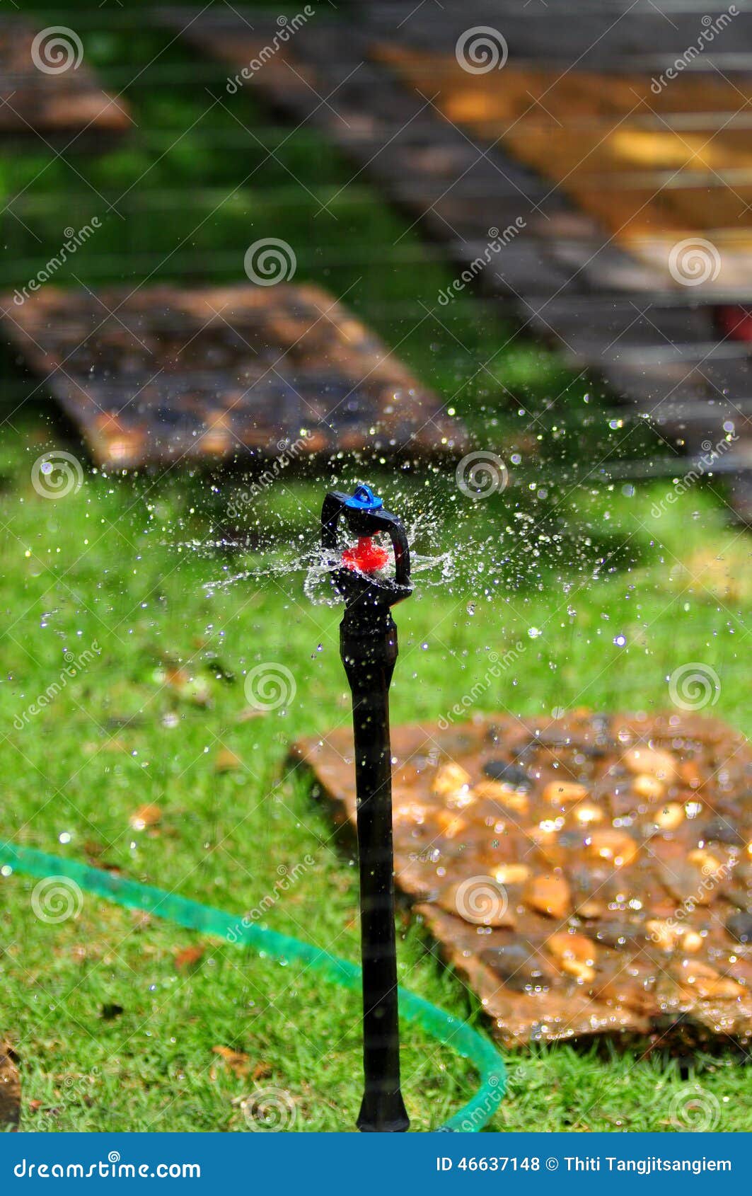 Sprinkler of Automatic Watering Stock Photo Image of front, motion 46637148