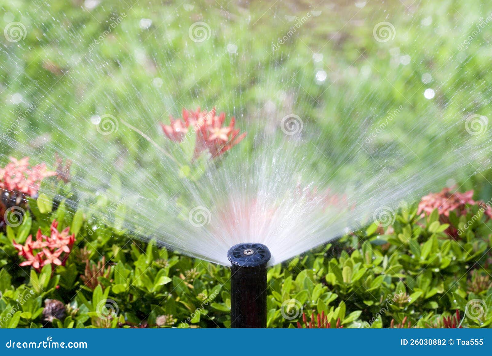 Sprinkler Head Watering the Bush Stock Photo Image of shoot, moisture