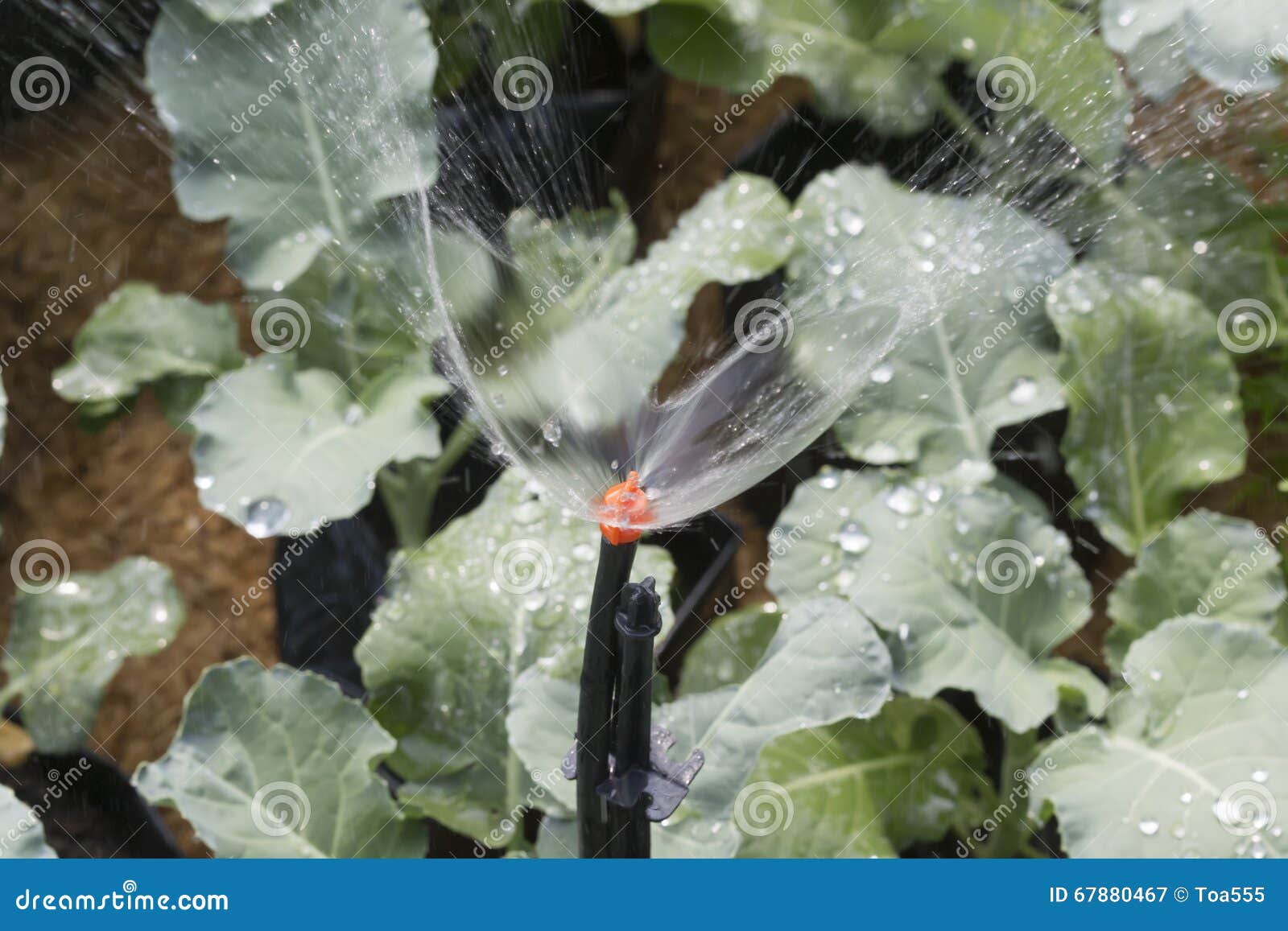 Sprinkler Head Watering Vegetable Garden Stock Image Image of