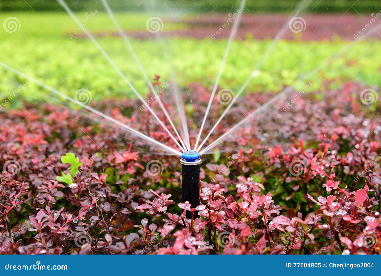 sprinkler irrigation