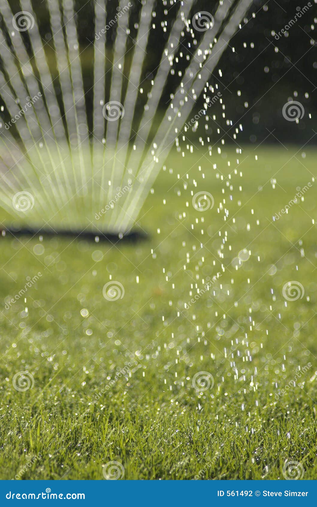 Sprinkler in the sun stock photo. Image of drink, shower 561492