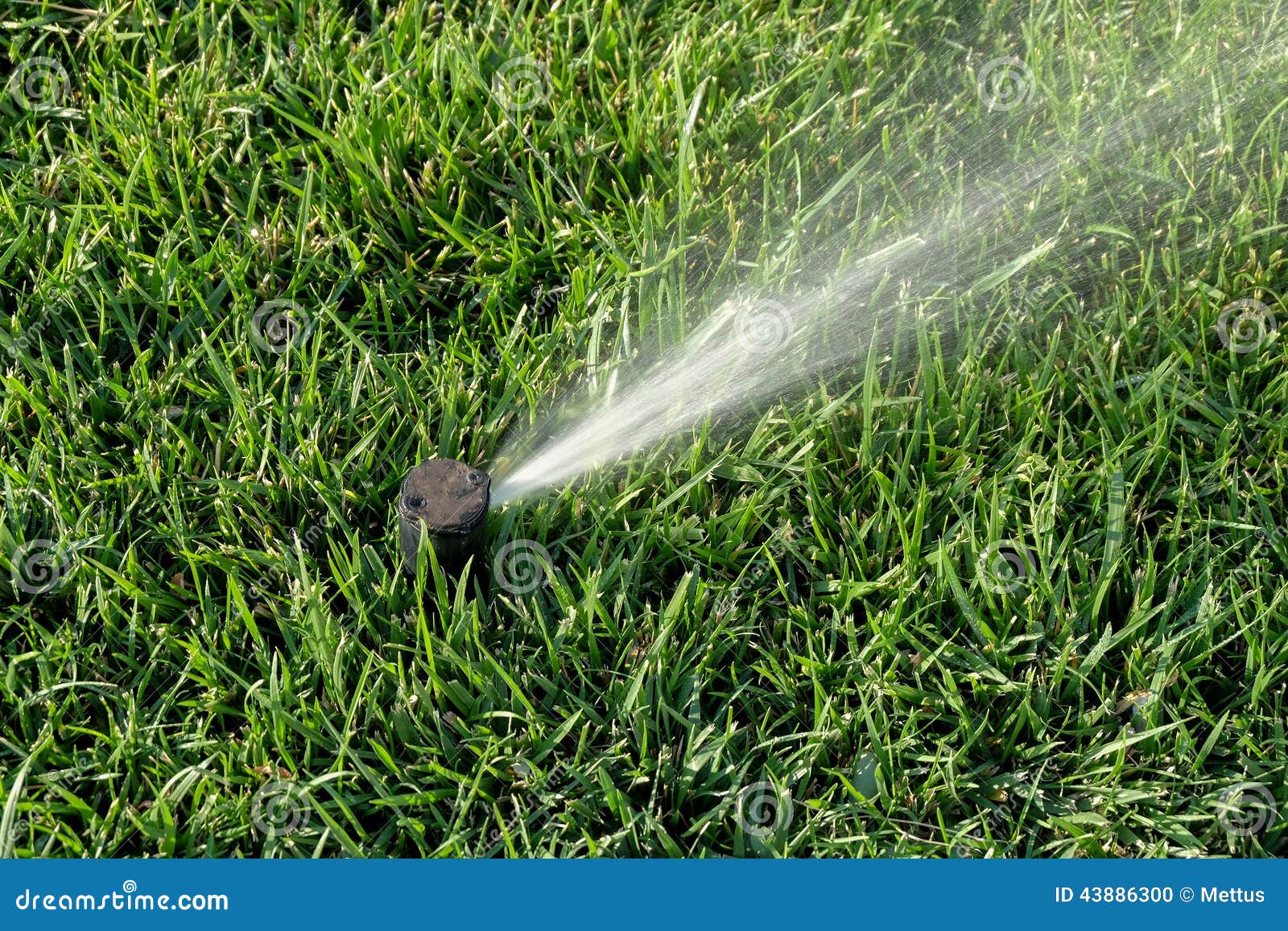 Sprinkler System Working on Fresh Green Grass. Automatic Sprinklers Watering Grass Stock Photo