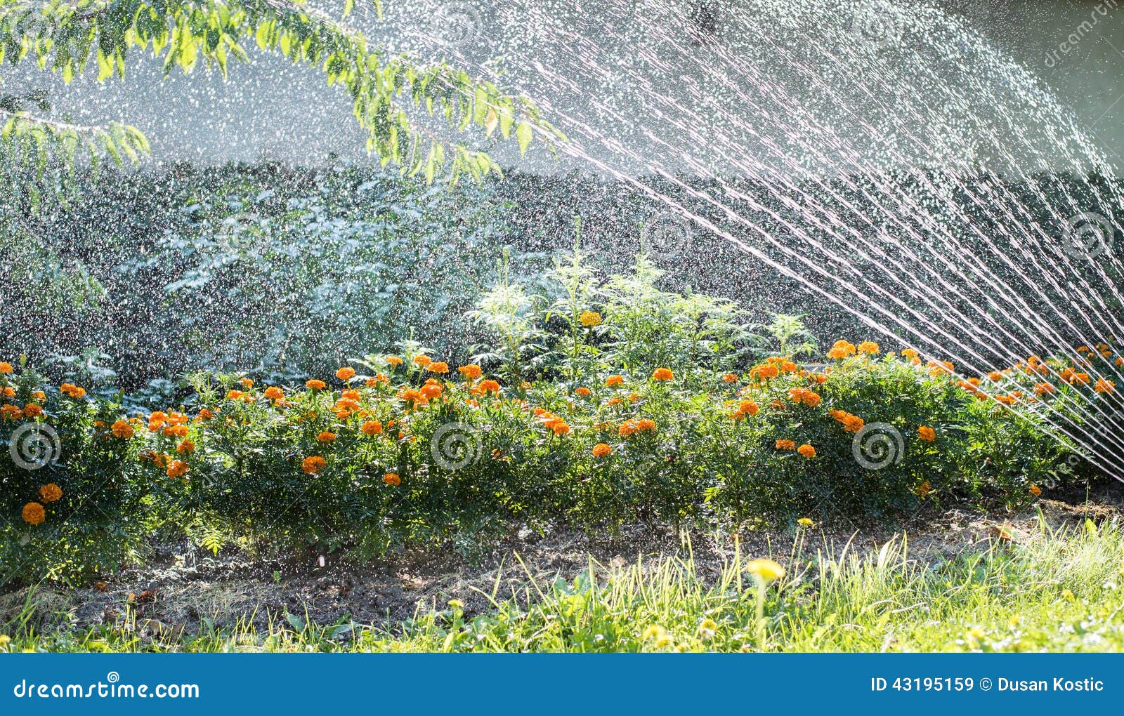 Sprinkler stock image. Image of sprinkling, garden, flower 43195159