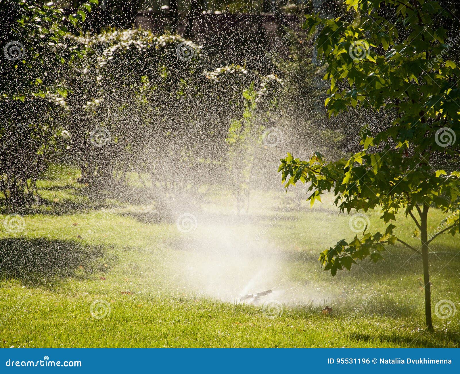 Sprinkler Watering the Green Grass Stock Photo Image of automatic