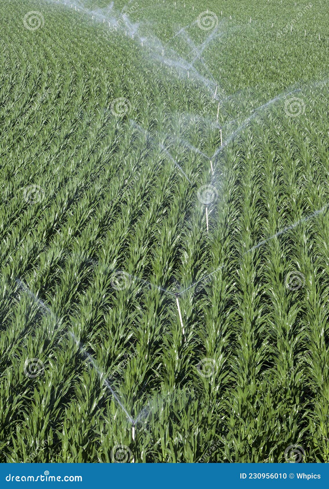 sprinklers irrigating cornfields. alagon valley, extremadura, spain