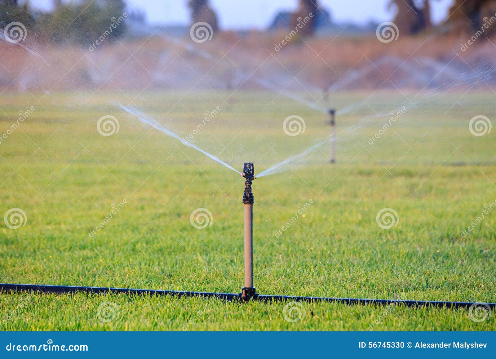 Sprinklers Watering Grass on Sunset Light Stock Photo Image of land