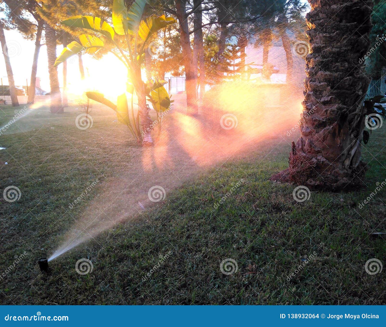 Sprinklers Watering Trees and Grass at Sunset Stock Photo Image of