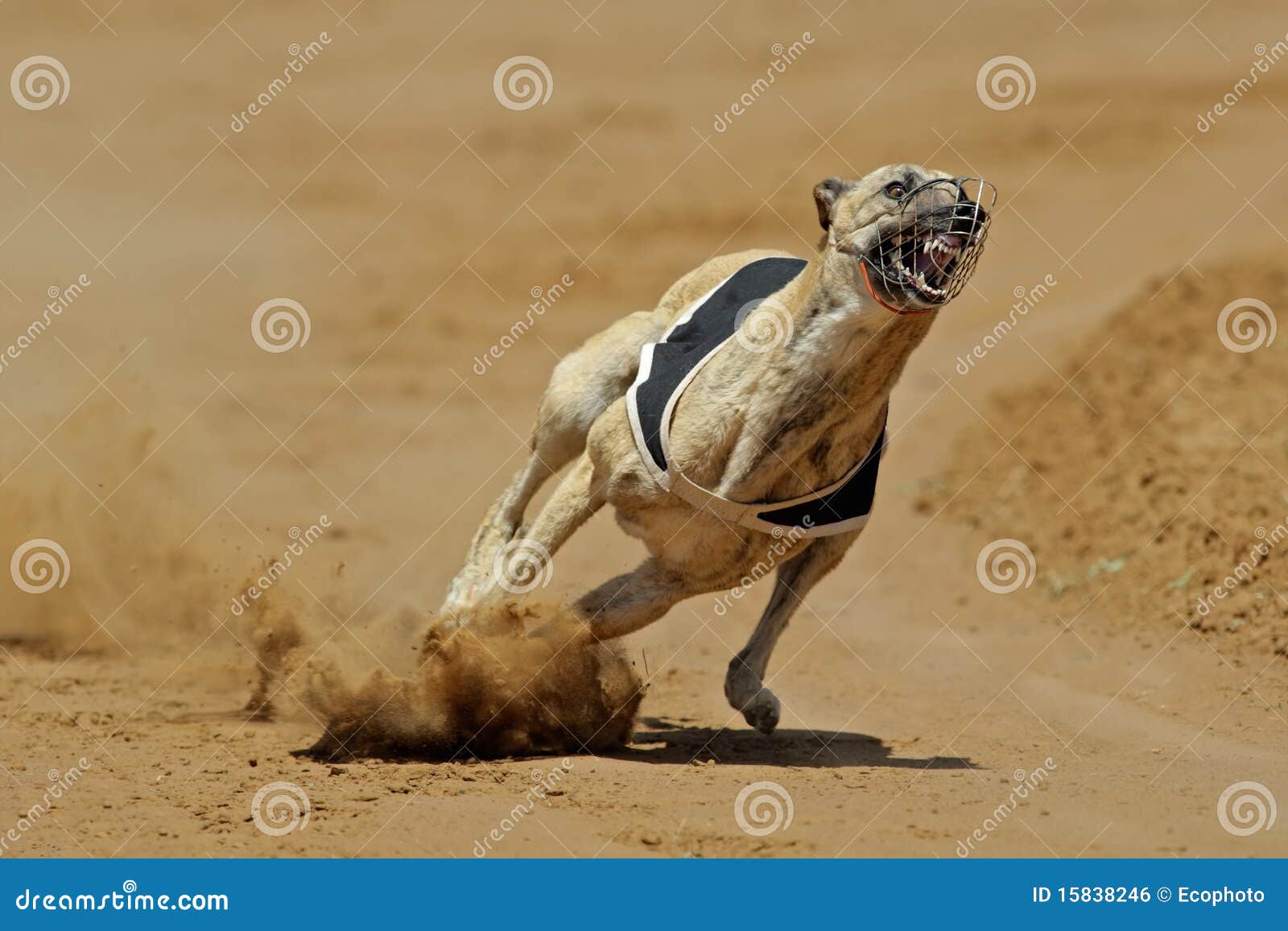 Sprinting greyhound stock photo. Image of swift, sprint 15838246