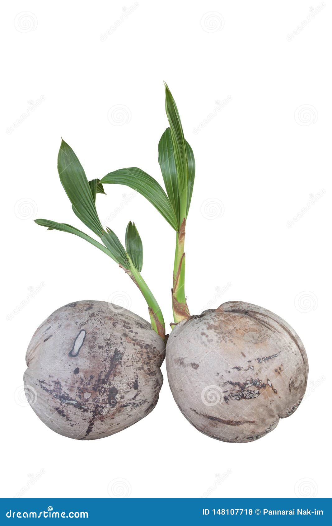 Sprout of Coconut Growing on White Background. Stock Photo Image of gardener, cultivation