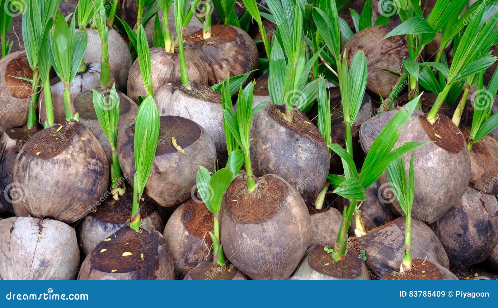Sprout of coconut tree stock image. Image of palm, sprout 83785409